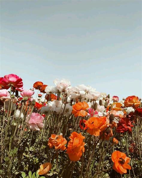 Wildflowers Summer Flower Aesthetic Vintage Nature Photography Flowers