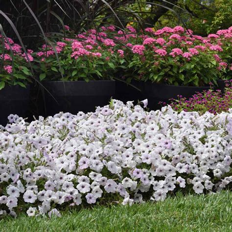 Place the tray in a warm and bright location. Silver Easy Wave Petunia Flower Seeds For Hanging Baskets ...