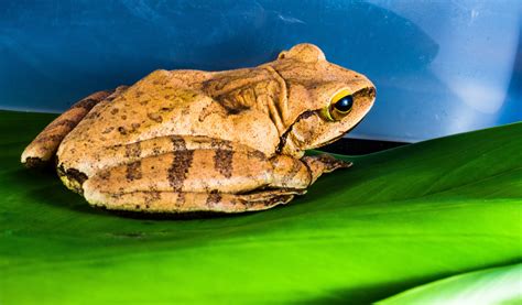 Banco De Imagens Rã Sapo Anfíbio Fauna Sapo De árvore Anfíbios