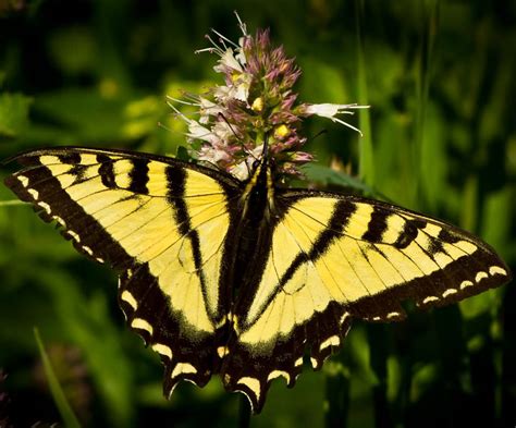 Yellow Monarch Butterfly Pictures Yellow Monarch Butterfly Butterfly