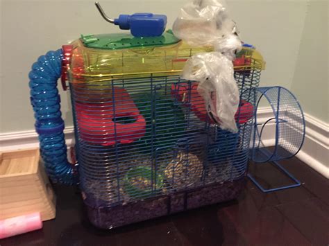 Is This Cage Too Small For My Syrian Hamster Rhamsters