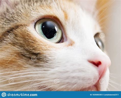 Close Up Photo Of Cat Eye Cute Domestic Cat Stock Photo Image Of