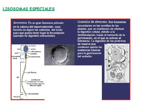 Hialoplasma Citoesqueleto Estructuras Y Orgnulos Celulares Hialoplasma O