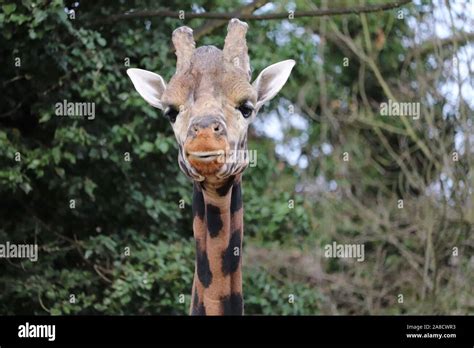 Male Rothschilds Giraffe Kubwa Giraffa Camelopardalis Rothschildi
