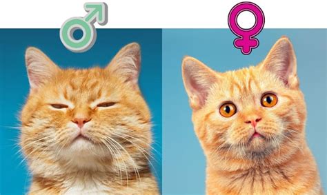 How To Tell Cat Gender By Face The Absolute Easiest Way