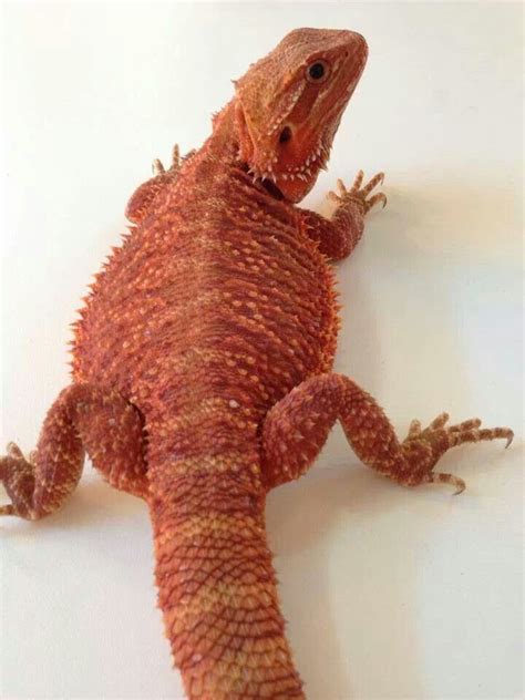 Red Trans Het Hypo Female Skins And Scales Komodo Dragon Bearded