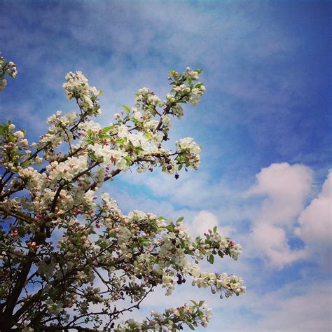 Le Printemps Sur Instagram Fleurs De Cerisier Et Feuilles