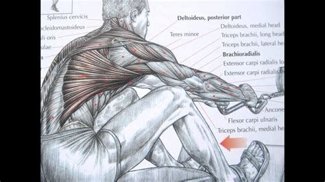 Bodybuilding Back Exercises And Anatomy Bodybuilding