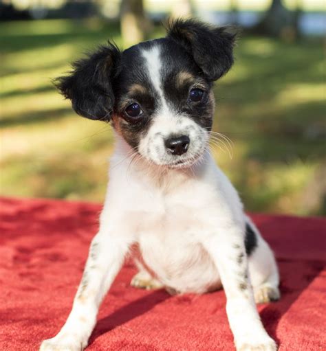 Maybe you would like to learn more about one of these? Ratshi Terrier dog for Adoption in Santa Fe, TX. ADN ...