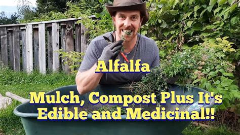 Alfalfa Garden Mulch Compost And An Edible And Medicinal Plant