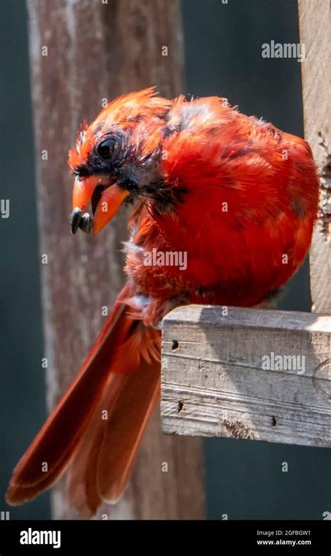 Molting Northern Cardinal Out On The Deck Stock Photo Alamy