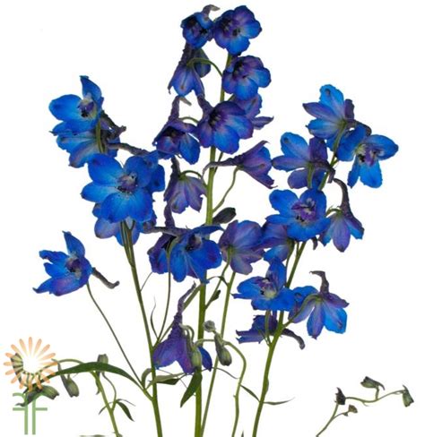 Dark Blue Hybrid Delphinium Wholesale Flowers And Diy Wedding Flowers