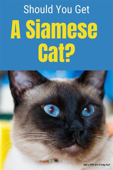 Siamese Cat Personality Traits Cats Types