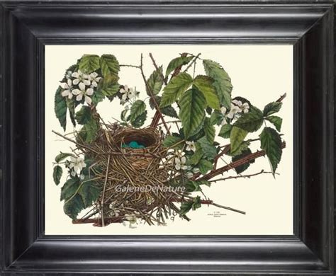 Bird Nest 9 Art Print 4x6 5x7 8x10 11x14 Beautiful Catbird Bird Nest