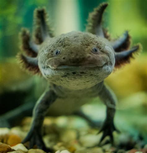 Axolotl Mexican Salamander Ambystoma Mexicanum Image Only
