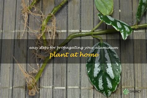 Easy Steps For Propagating Your Aluminum Plant At Home Shuncy