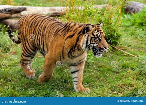 Side Portrait Of Young Sumatran Tiger Stock Image Image Of Predator