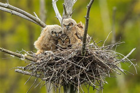 Take 5 Great Horned Owlets Mass Audubon Your Great Outdoors