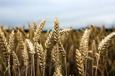 New Top Yielding Winter Wheat Variety Gains Full Milling Approval