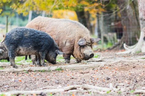 Infos über Das Mangalitza Wollschwein