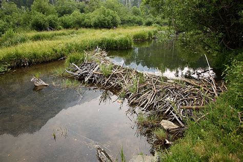 Beaver Dam Stock Photos Pictures And Royalty Free Images Istock