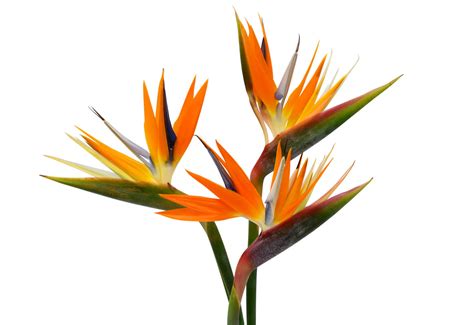 Bird Of Paradise Is Toxic To Cats A Vet Shares What To Do Cat World