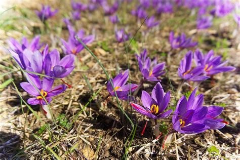 How To Plant And Grow Saffron Crocus Sativus Dear Plants