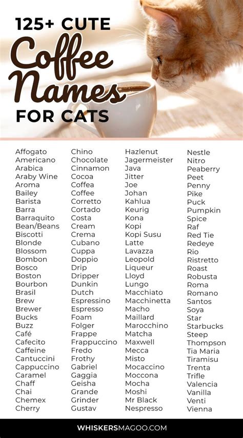 125 Coffee Inspired Names For Cats Whiskers Magoo Kitten Names