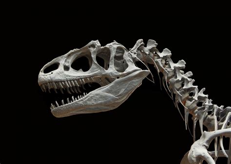 Fotos Gratis Cráneo Hueso Arqueología Esqueleto Dinosaurio