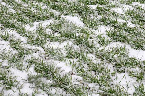 Snow Field With Wheat In Winter Stock Image Image Of Earth Ground