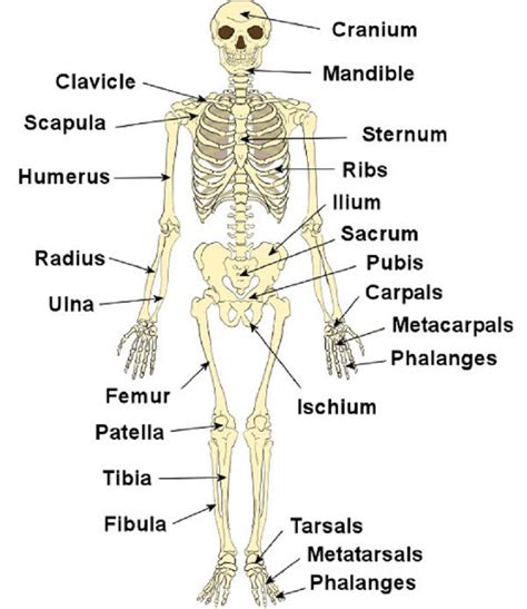 Diagrams Of The Skeletal System 101 Diagrams