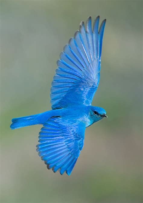The Beautiful Blue Bird Telly Updates
