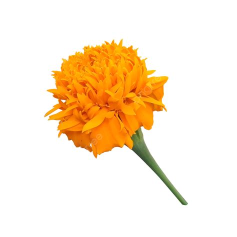 Marigold Orange Blossom Flower Marigold Flower Orange Png