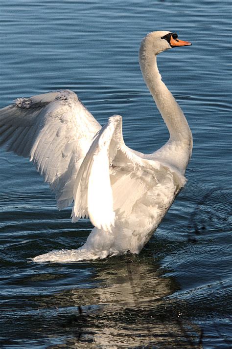 Mute Swan Spreading Its Wings Photograph By Roy Williams