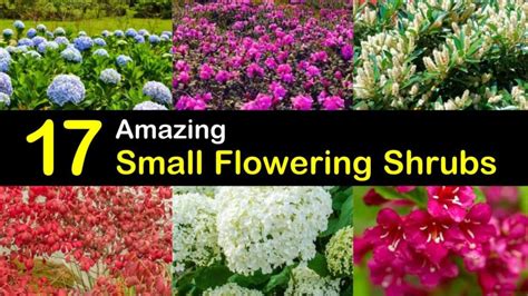 Some shrubs that i rely on almost as much as hydrangeas are spireas. 17 Amazing Small Flowering Shrubs
