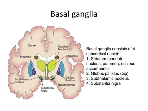 Basal Ganglia System