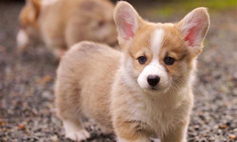 Puppy Photography 1080p Wallpapers Hd Wallpapers High Definition