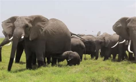 A Herd Of Elephants Walking Across A Lush Green Field