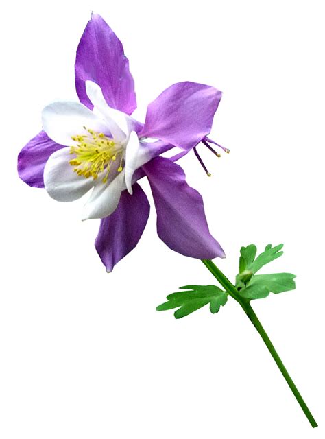 Purple Flower Stem Free Photo On Pixabay