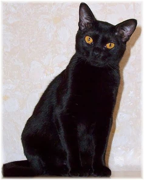 The Ted Pet ♥ Cats Breeds 101 ~ Bombay Cat