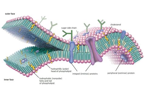 There are two layers made out of a variety of proteins and lipids. Cell Membrane Function and Structure