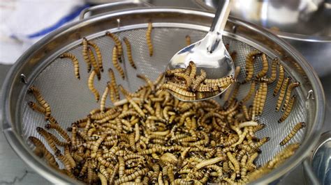 Eating Bugs Will Be 8b Business By 2030 Barclays Predicts Wichita Eagle