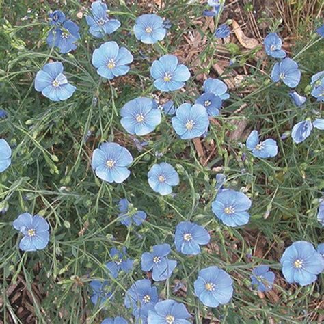 Blue Flax Seed Perennials Flax Seed Food Garden