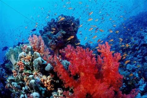 Colorful Coral Reef Hurghada Red Sea Egypt Download