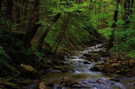 Creek Flowing Through Shady Forest Photograph By Dee Browning Fine