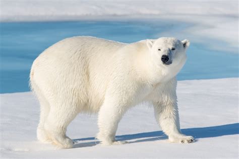How Many Polar Bears Are Left In The World Readers Digest
