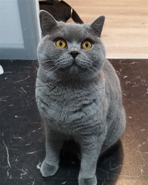 Introducing My Charlie 15 Months Old British Shorthair Mixed Blue