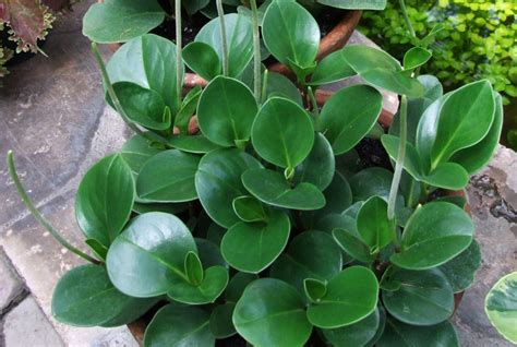 The Ultimate Guide To Peperomia Varieties Houseplant Resource Center