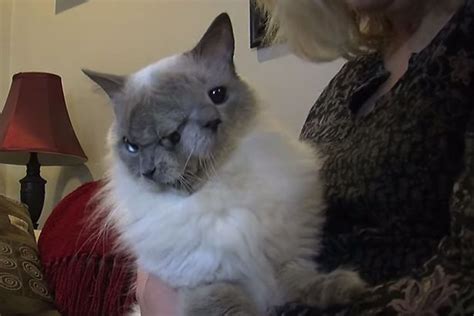 Frankenlouie The Miracle Cat With Two Faces Dies After Defying The Odds