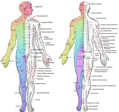 Dermatome Chart Nerves Of The Body Dermatomes Charts Spinal Cord Injury